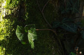 wood green amsterdam forest leaf natuur ivy vine darwin charlesdarwin hedera 2009 klimop bois bosco greenleaf hiedra buitenveldert natre bluszcz groenivy lierreivy плющivy darwinyear darwinbicentennial