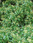 newzealand wild plant weed invasion invasive naturalized mollivan naturalised taxonomy:binomial=hederahelix taxonomy:genus=hedera taxonomy:common=ivyenglishivy