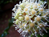 flors fatsiajaponica blanc