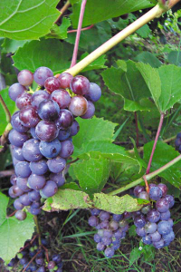 виноград амурский