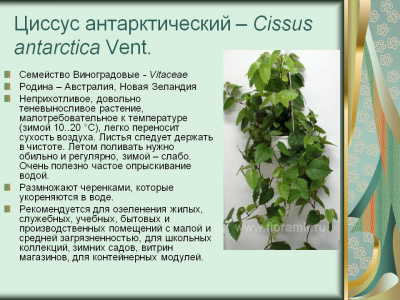 Cissus antarctica Vent. Семейство Виноградовые