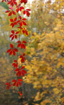 autumn red yellowleaves parthenocissusquiaquefolia девичийвиноград