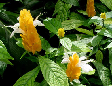 Белопероне - Декоративно-цветущие растения