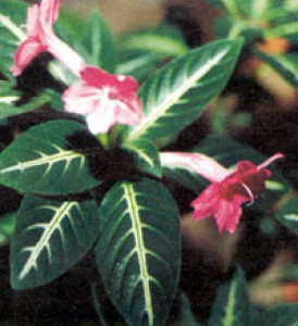 Руэллия - Декоративно-лиственные растения