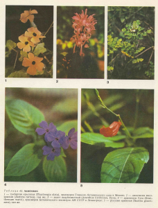 Растения семейства Акантовые