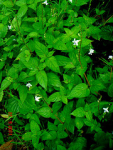 coromandel chineseviolet asystasia creepingfoxglove Geo:country=malaysia rumputisrael Taxonomy:family=acanthaceae Taxonomy:binomial=asystasiagangetica pengorak akarruasruas rumputbungaputih rumputhantu rumputnyonya