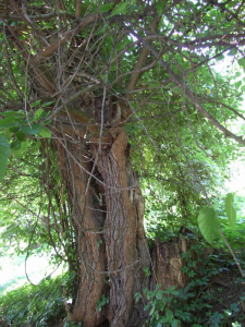 Шелковица - тутовое дерево