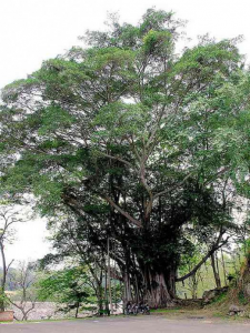 Анчар — дерево смерти