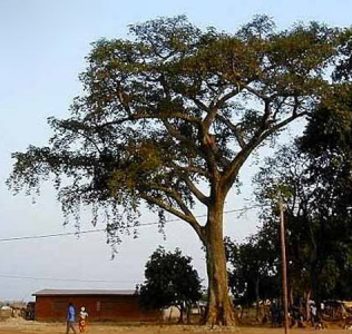 Анчар (Antiaris), дерево анчар