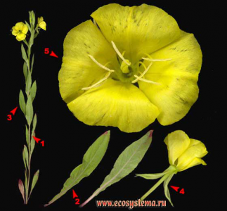Ослинник двулетний — Oenothera biennis