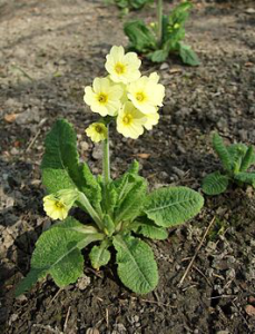 Primula denticulata ( Первоцвет мелкозубчатый )