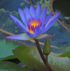 голубой цветок лотоса