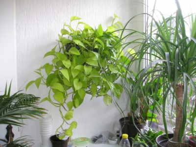 Ампельные растения в квартире