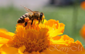 flower bee pollen marigold tagetes цветок пчела мед пыльца бархатцы чернобривцы