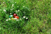 grass daisies easter spring nest eggs пролет гнездо великден яйца маргаритки