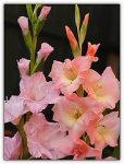 pink flowers home australia qld queensland gladiolus gladioli pinkflowers iridaceae peachcoloured гладиолус swordlilly