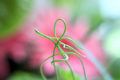 pink flowers lensbaby20