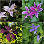 collage russia mosaic clematis dacha ranunculaceae sakhalin 2x2 клематис