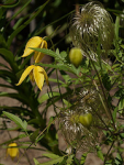 clematis ranunculaceae yellowflowers sakhalin clematistangutica