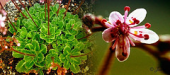 saxifraga porzelanblümchen saxifragaxurbiumvarprimuloides