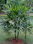arecaceae rhapisexcelsa rhapis palmeiraráfia jupati ráfis broadleafladypalm taxonomy:binomial=rhapisexcelsa palmeirarápis palmeiradama rápis
