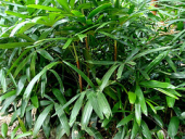 monkey palm bamboopalm slenderladypalm miniaturefanpalm Taxonomy:family=arecaceae broadleafladypalm Taxonomy:binomial=rhapisexcelsa rapisbesar groundrattan pinangrotan