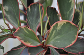 tricolor peperomia piperaceae clusiifolia