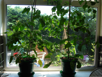 Как защитить растения на балконе от ...