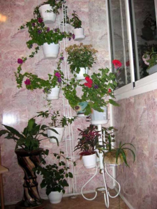 комнатные цветы на балконе
