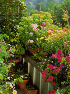 цветы на балконе | Комнатные растения