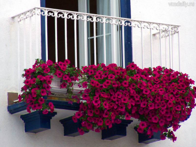 Цветник на балконе - украшение дома