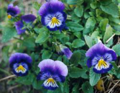 Фиалка трёхцветная ( Viola tricolor )