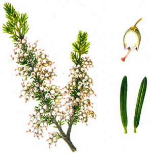 Цветок эрика (семейство вересковые)