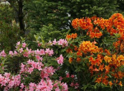 Рододендрон/Rhododendron: посадка и уход ...