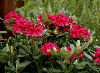 Рододендрон - Rhododendron