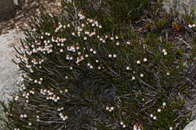 Кассиопея (растение) — Википедия