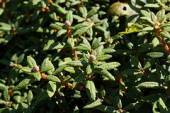 ericaceae ledum ledumpalustre rhododendrontomentosum