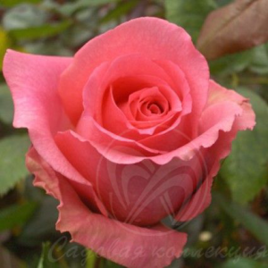 Роза Шокинг Версилия фото