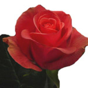 роза Эстелла (rose Estella)
