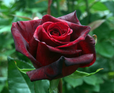 Роза чайно-гибридная Черная магия