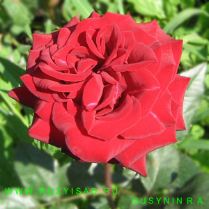 Чайно-гибридная роза Черная Магия
