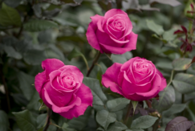 Выращивание роз в теплице | Все о розах