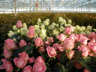 Выращивание роз в зимних садах