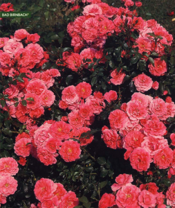 Розы флорибунда - Садовые розы
