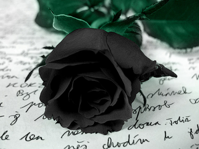 красивая чёрная роза