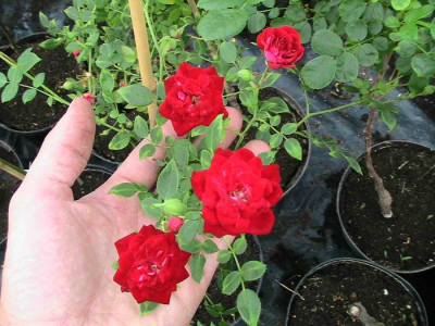 Выращивание комнатных роз зимой