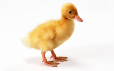 Baby Animals images baby ducks HD wallpaper and background photos ...