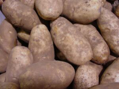 ... — залог будущего урожая картофеля