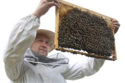 Как стать настоящим пчеловодом