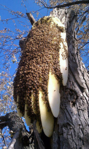 такой семье не нужен улей и пчеловод